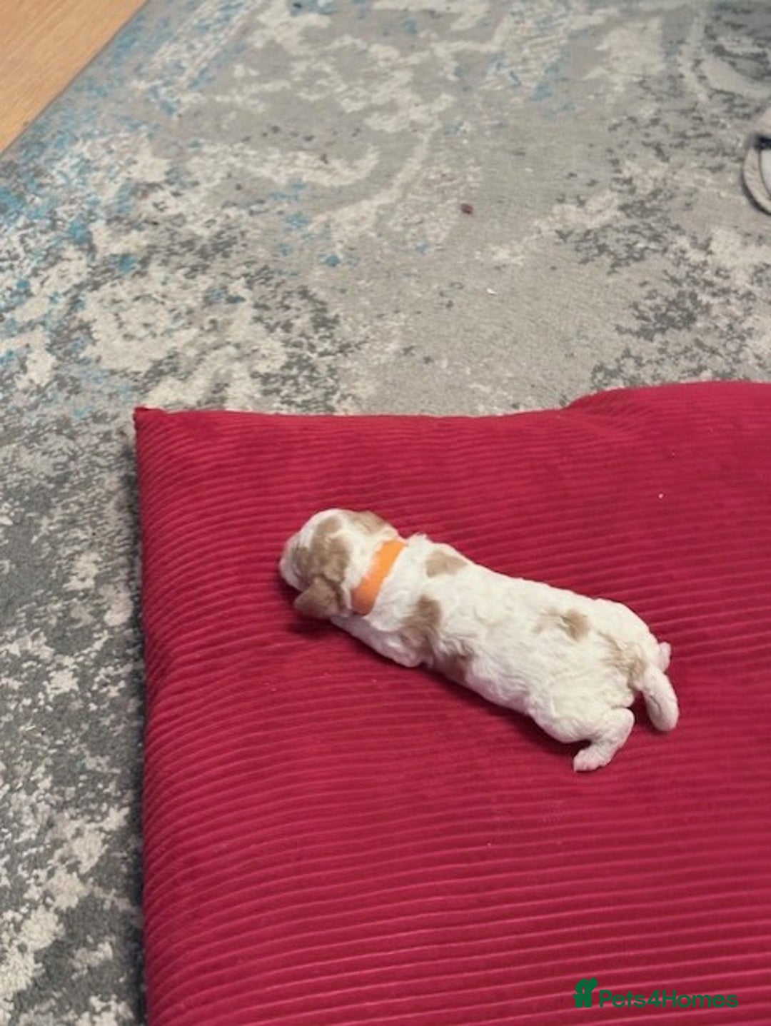 Cavapoo dogs for sale: F2 Cavapoo Puppies - Advert 8