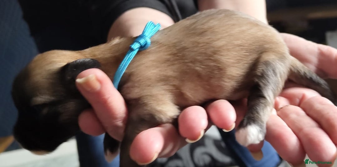 Lhasa Apso dogs for sale: KC REG LHASA APSO PUP(1 left) RED BOY) - Advert 18