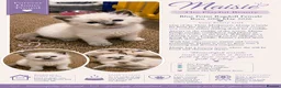 Ragdoll cats for sale: Affectionate Ragdoll Kittens Health-Tested Line - Advert 25