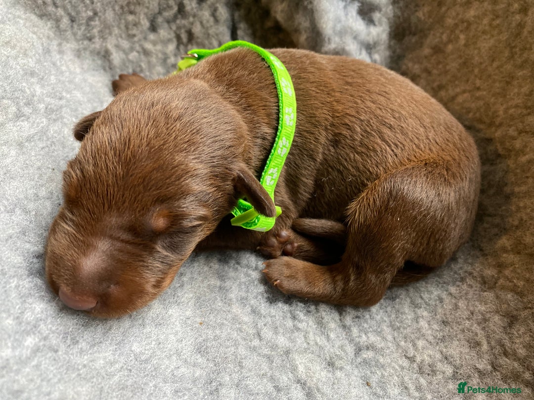 Dobermann dogs for sale: KC REGISTERED DOBERMAN PUPS - Image 15