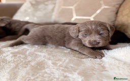 Labradoodle dogs for sale: ** RARE SILVER , CHOC & EBONY F1 LABRADOODLE PUPS  - Image 2