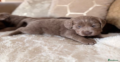 Labradoodle dogs - Advert 7