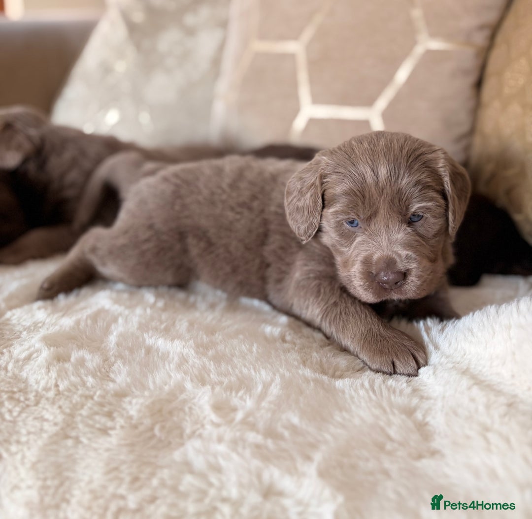 Labradoodle dogs for sale: ** RARE SILVER , CHOC & EBONY F1 LABRADOODLE PUPS  - Image 2