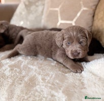 Labradoodle dogs - Advert 2