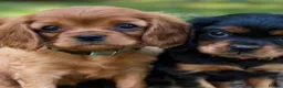 Cavalier King Charles Spaniel dogs for sale: Gorgeous cavalier king Charles  in Manchester - Advert 3