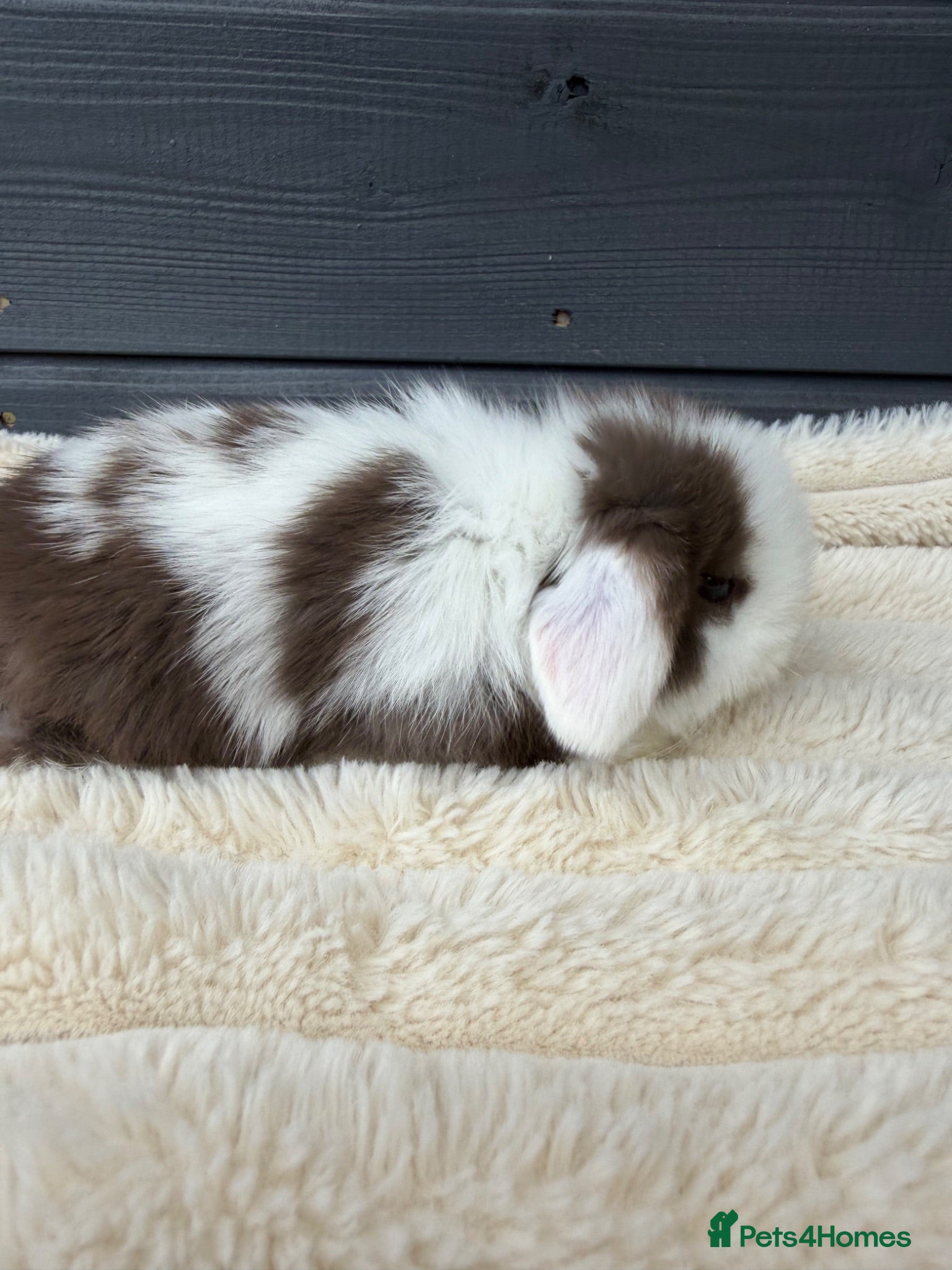 Mini Lop rabbits Pure bred mini lops  - Advert 12