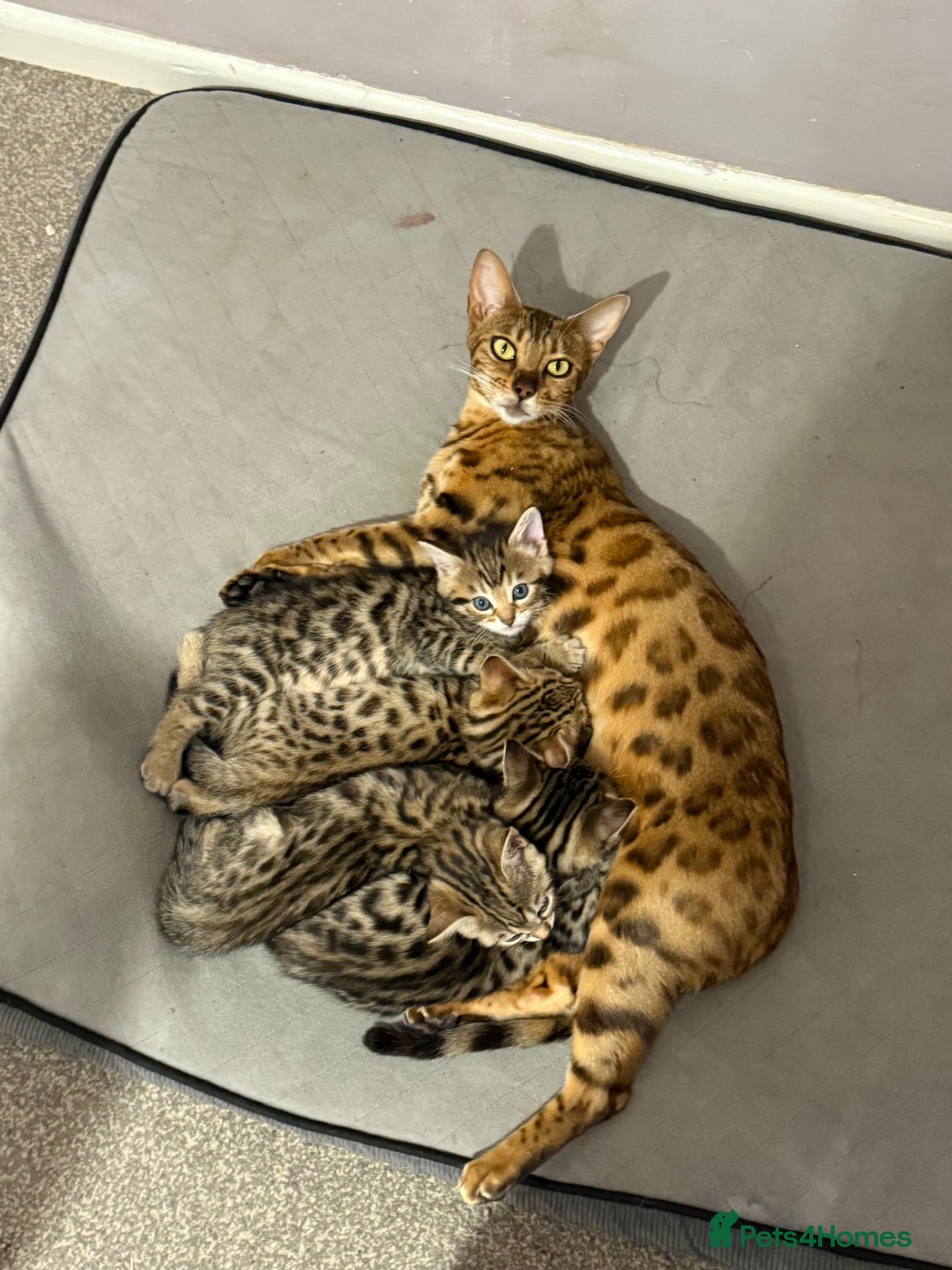 Bengal cats for sale: Four Adorable Half-Bengal Kittens for Sale 🐾 - Image 12