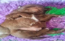 Chihuahua dogs for sale: Beautiful chocolate long coat chihuahuas - Image 14