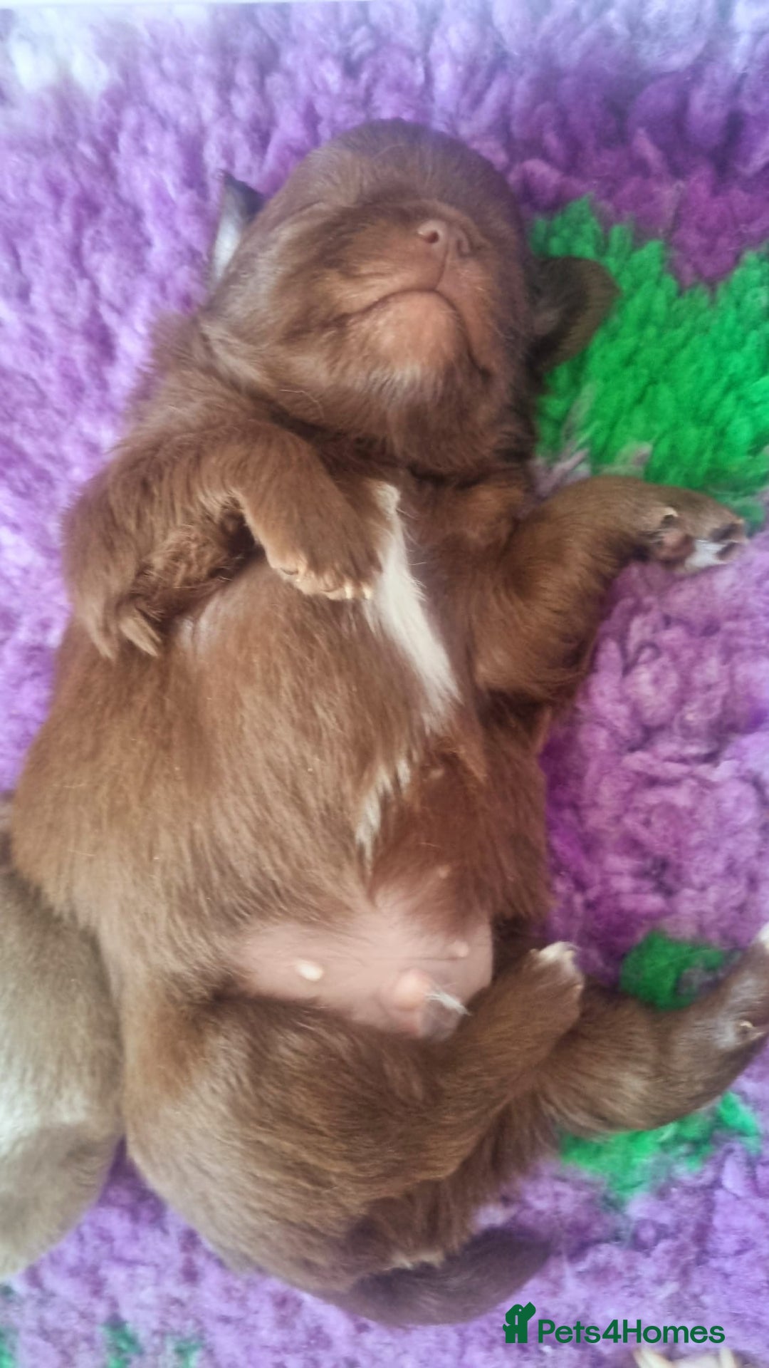 Chihuahua dogs for sale: Beautiful chocolate long coat chihuahuas - Image 14
