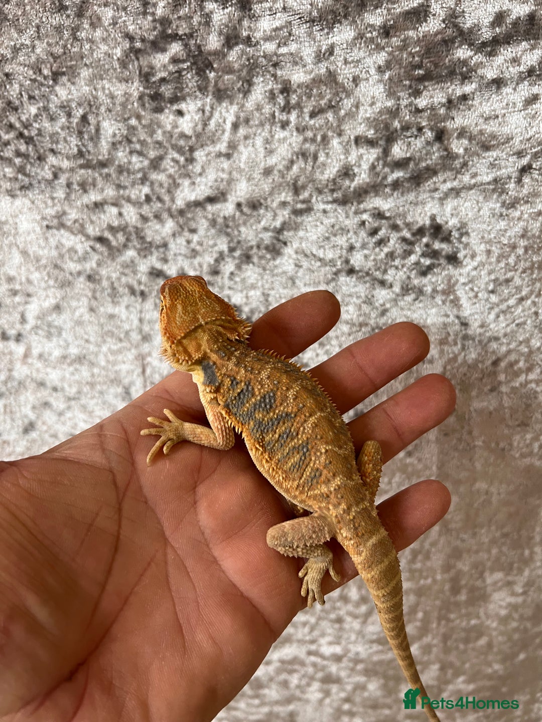 Bearded Dragon reptiles for sale: Hypo Yellow Blue Bar Bearded Dragons - Advert 5
