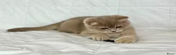 British Shorthair cats for sale: 🐾Purebred BSH Kittens🐾  in London - Advert 19