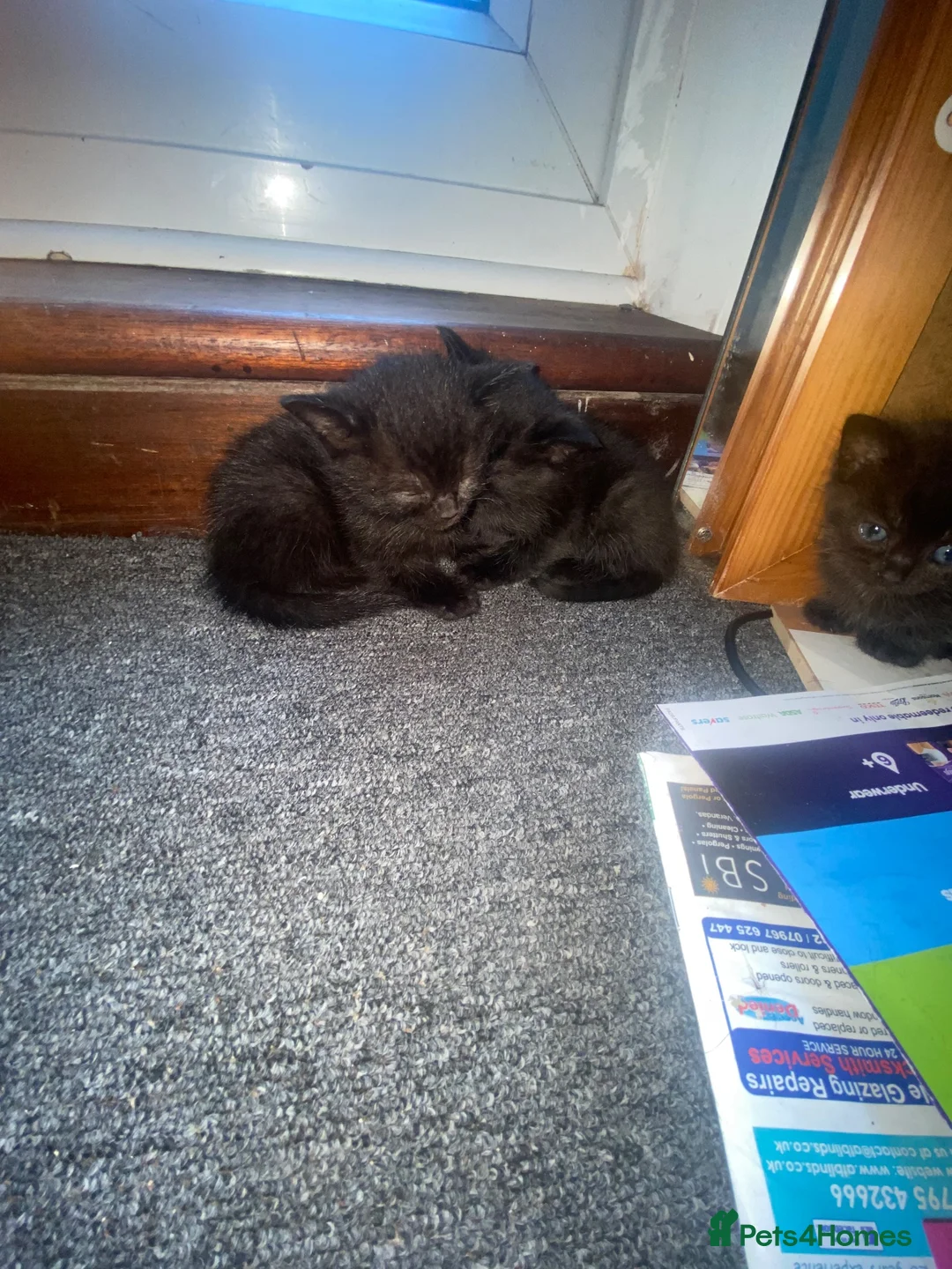 Mixed Breed cats for sale: Last kitty remaining  - Advert 2