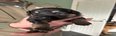 German Shepherd Puppy 3