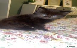 Domestic Shorthair cats for sale: Female kittens for sale - Image 3