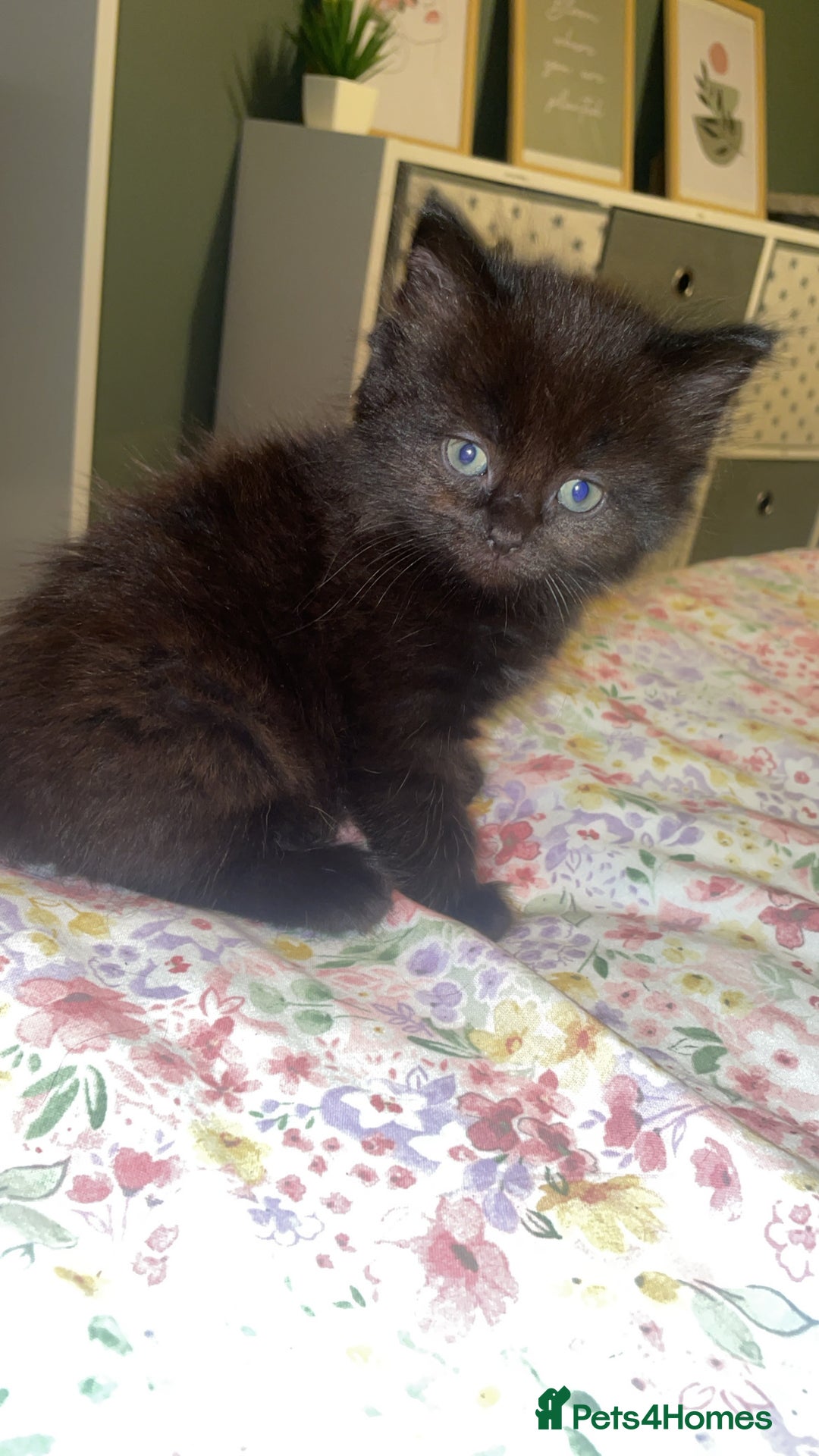 Domestic Shorthair cats for sale: Female kittens for sale - Image 3