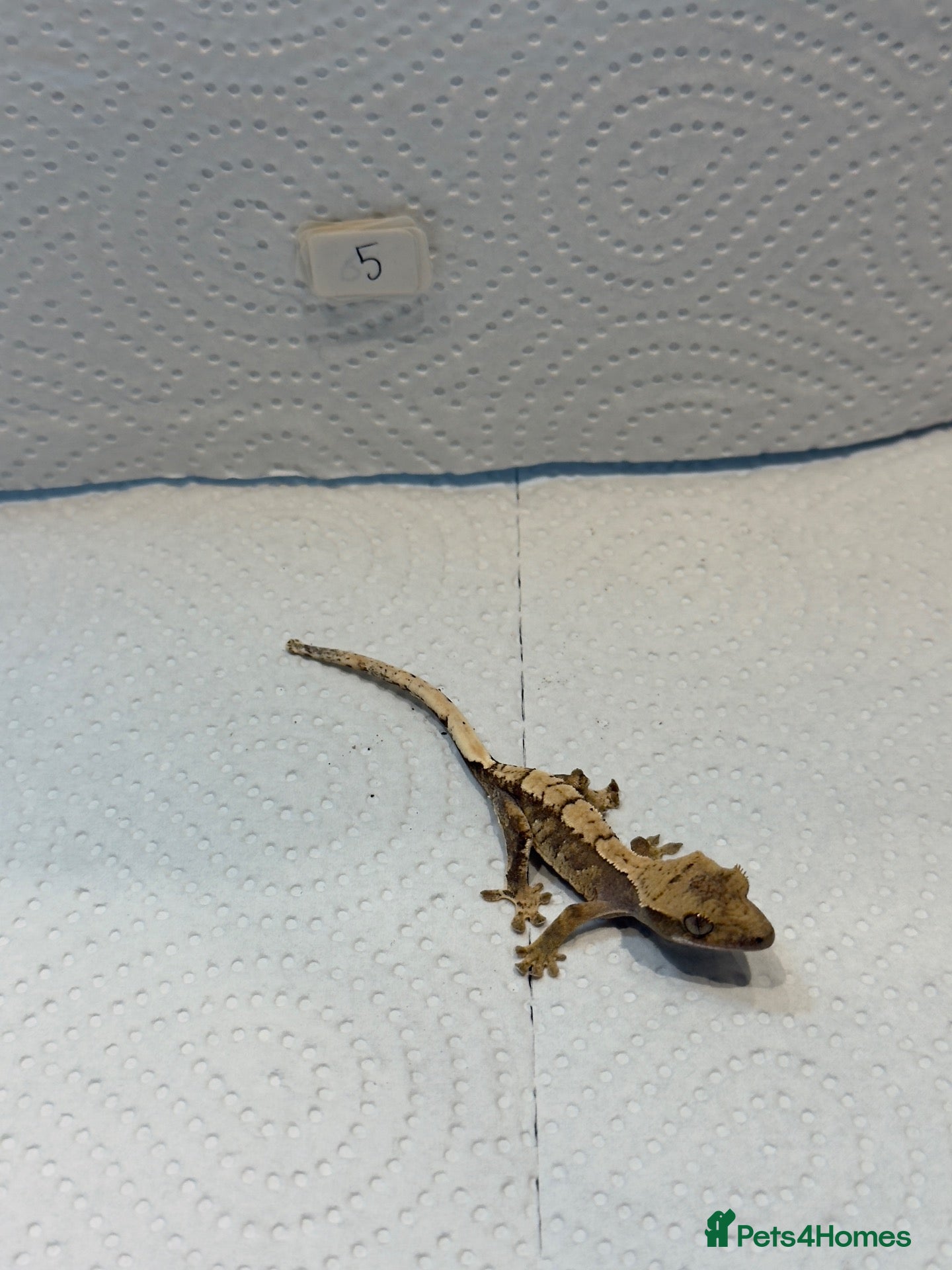 Gecko reptiles Baby crested geckos  - Advert 7
