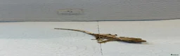 Gecko reptiles for sale: Baby crested geckos  - Advert 1