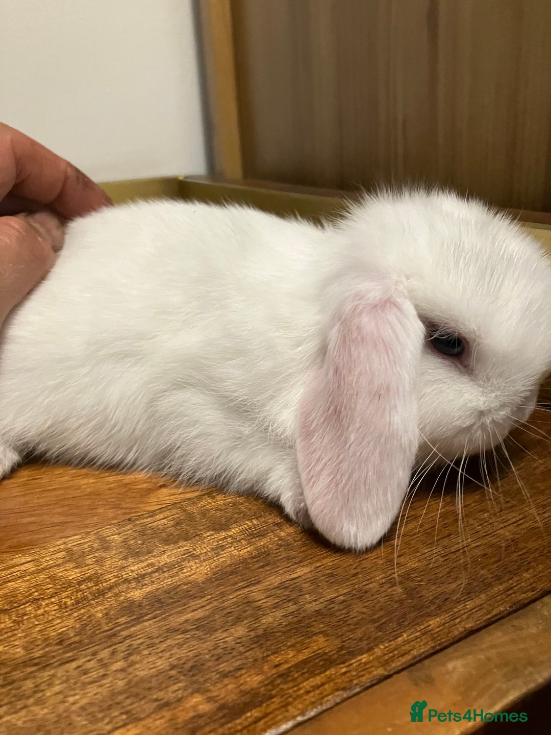 Mini Lop rabbits for sale: Mini Lop Bunnies for sale - Image 11