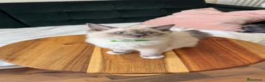 Green collar