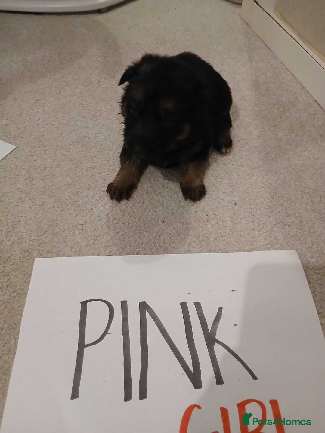 German Shepherd dogs for sale: Amazing german shepherd pups - Advert 20