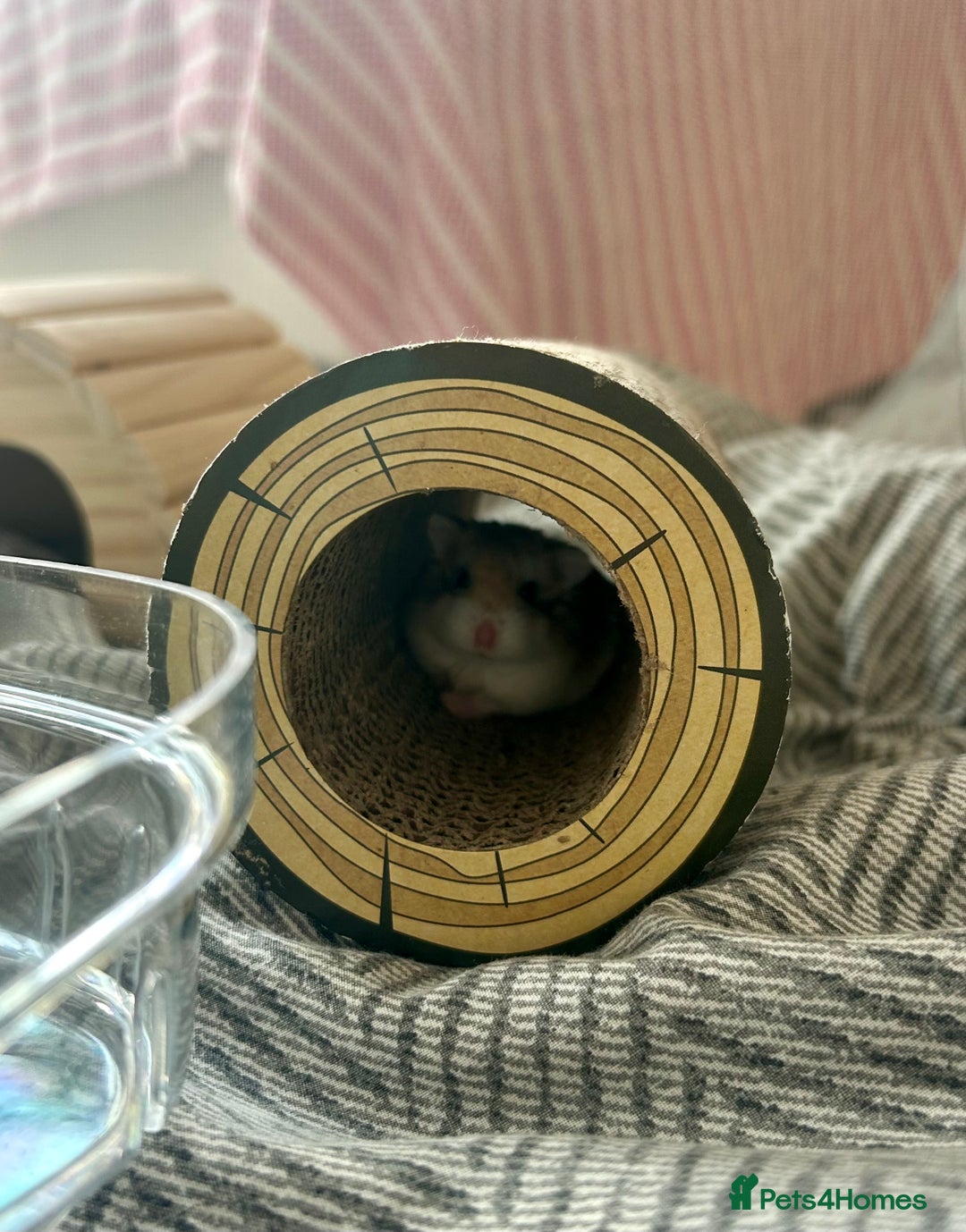 Hamster rodents for sale: Adopt Nacho 🐹  - Advert 2