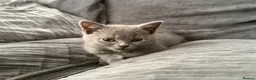 British Shorthair cats for sale: BSH kittens  - Advert 12