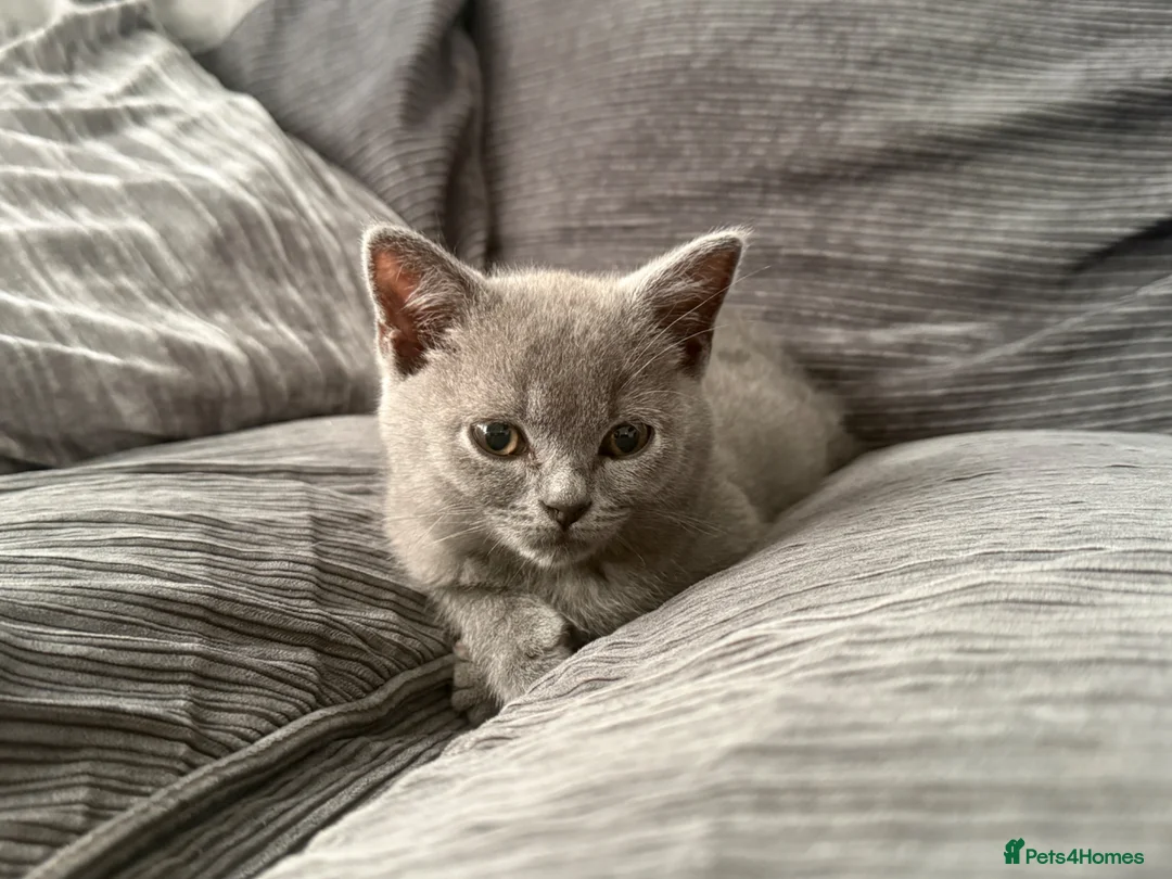 British Shorthair cats for sale: BSH kittens  - Advert 12