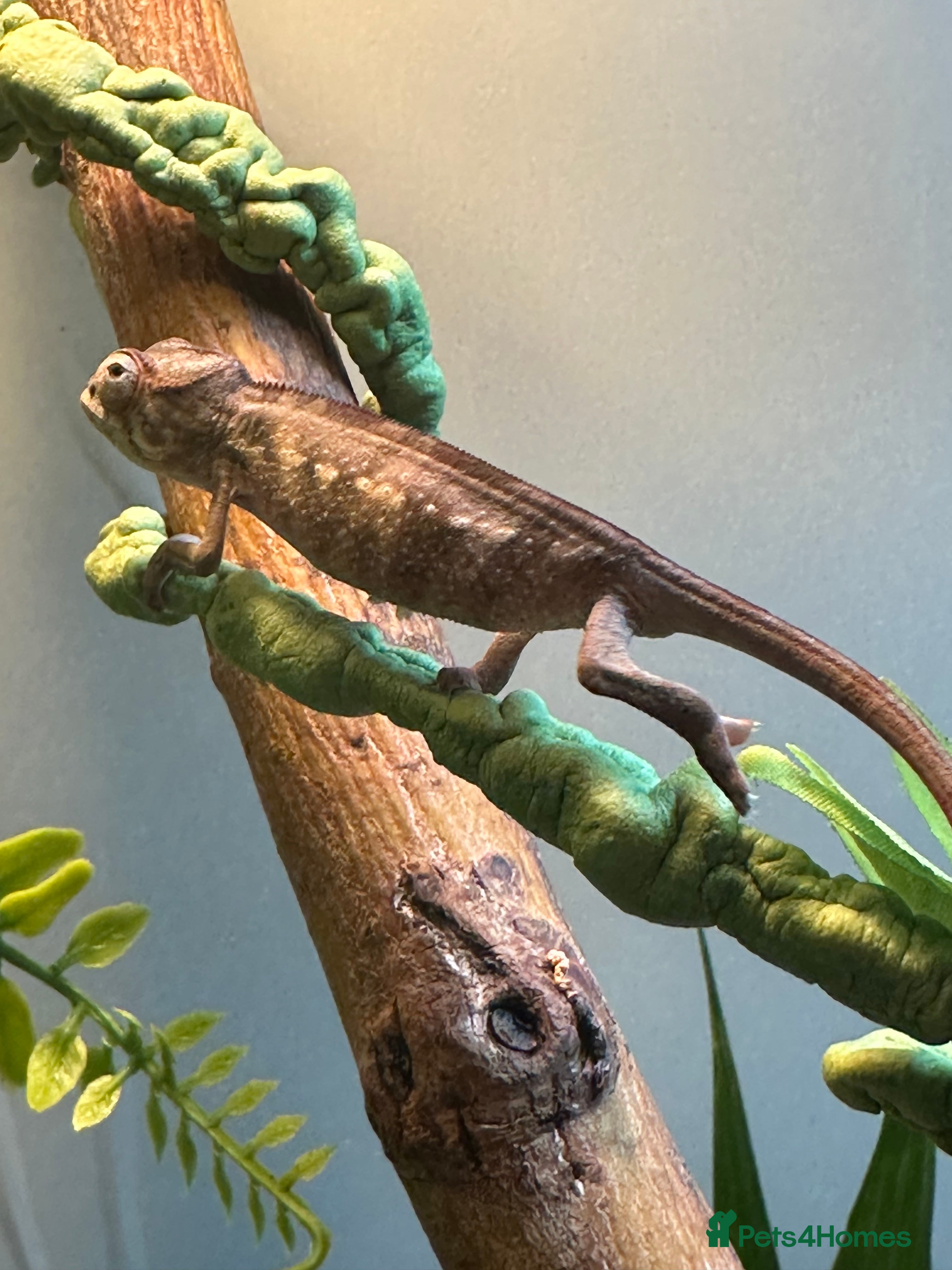 Chameleon reptiles Carpet chameleon  - Advert 1