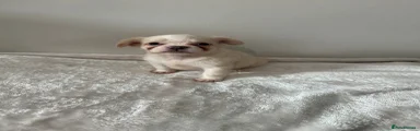 Cream girl with white patches
