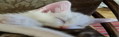 Mixed Breed 6