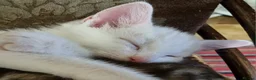 Mixed Breed cats for sale: Pretty kittens ready now for their forever homes  - Advert 2