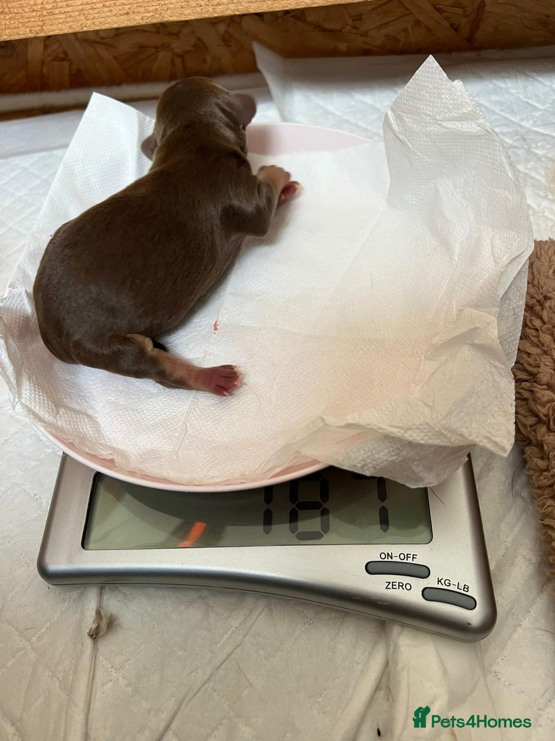 Mixed Breed dogs for sale: Miniature Dachshund X Frenchie. - Advert 6