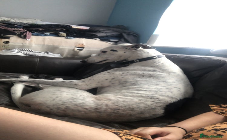 Greyhound dogs - Advert 2