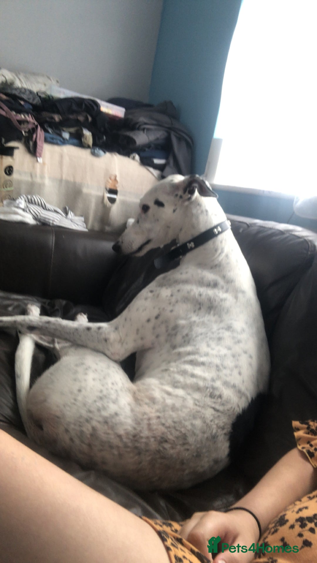 Greyhound dogs for sale: Rio - greyhound - Image 1