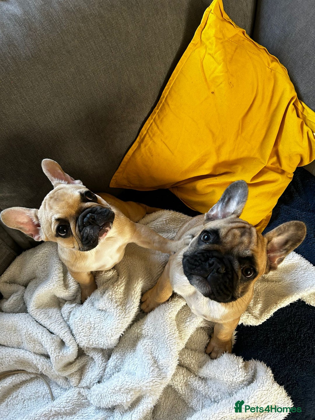 French Bulldog dogs for sale: Brownie  - Advert 7