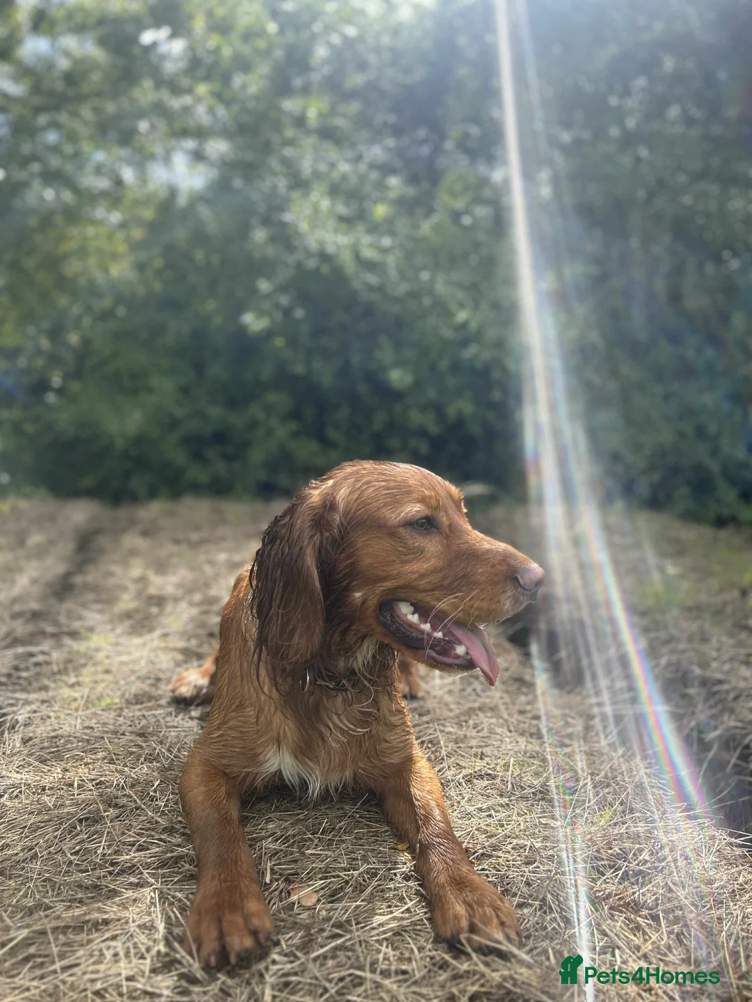 Cocker Spaniel dogs for stud: KC Beautiful red working cocker stud  - Advert 2