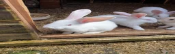 Continental Giant rabbits for sale: 2 Male continental giants  - Advert 3