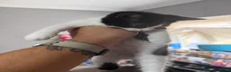 Mixed Breed cats for sale: Three beautiful kittens for sale.  - Advert 6