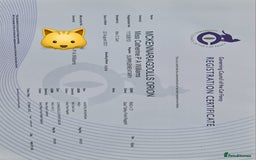 Bengal cats for sale: Cuddly charity donation pay monthly - Image 11