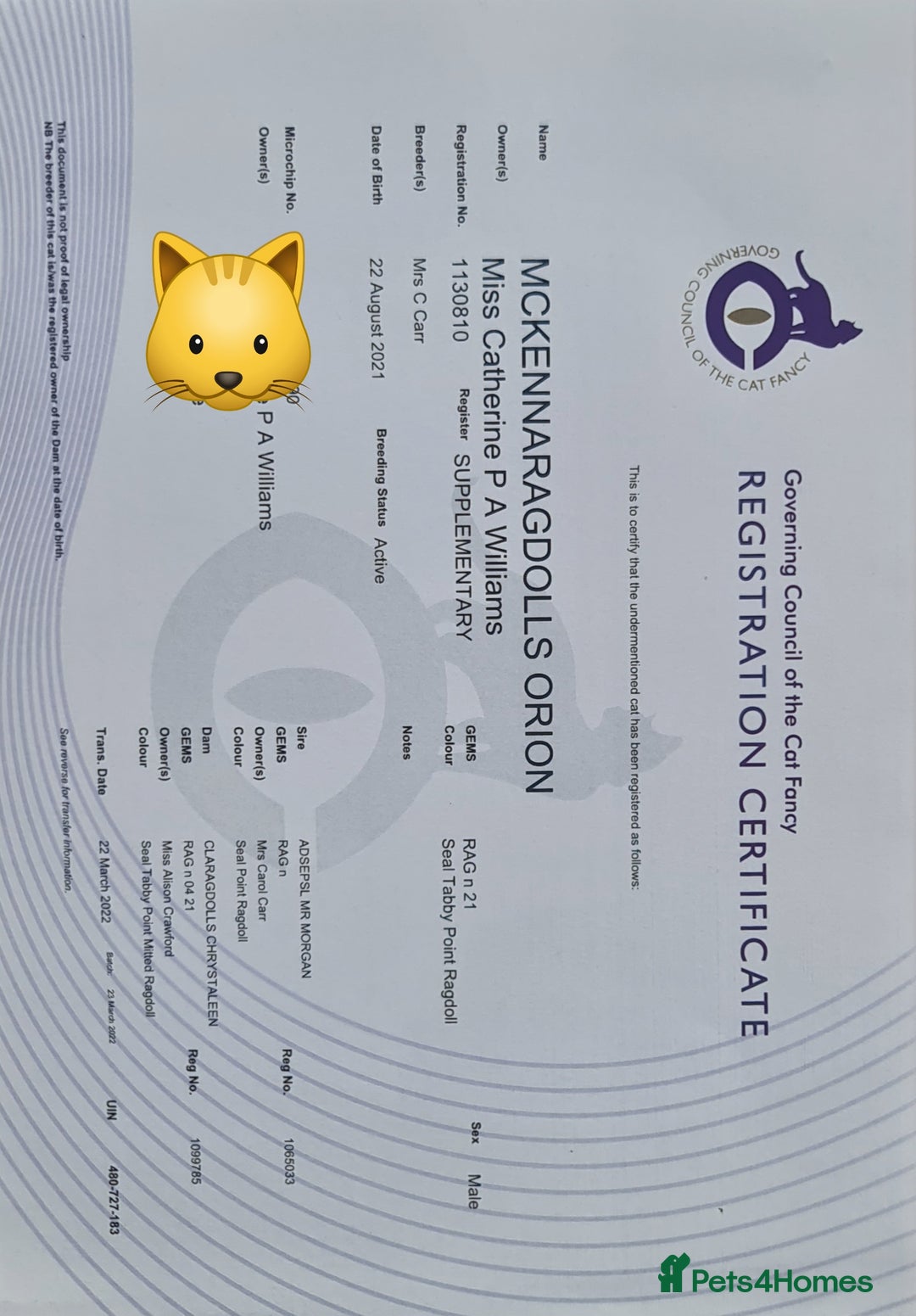 Bengal cats for sale: Cuddly charity donation pay monthly - Image 11