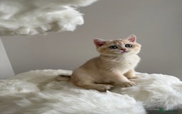 British Shorthair cats for sale: British Shorthair Golden Lilac kittens  - Image 13