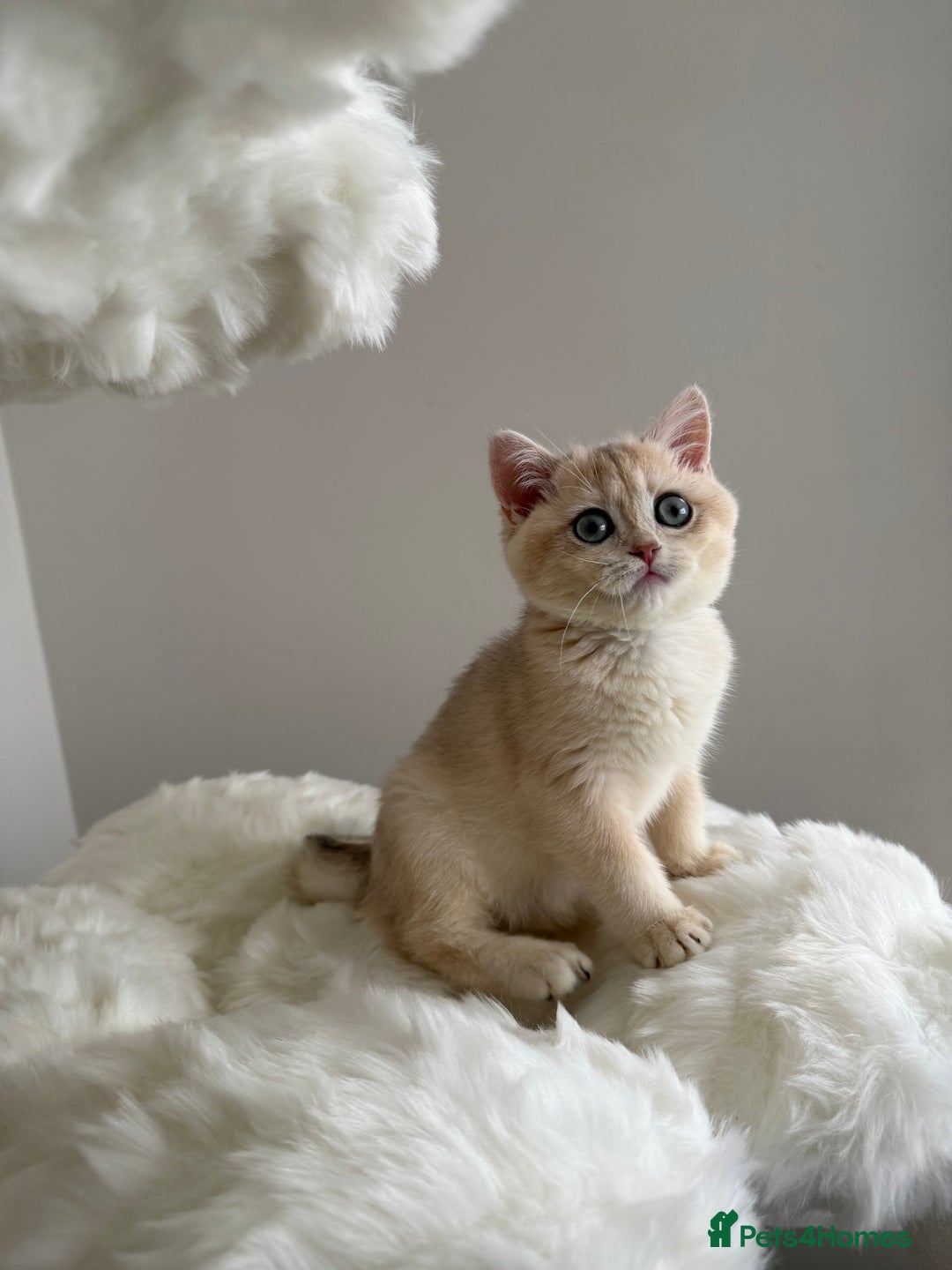 British Shorthair cats for sale: British Shorthair Golden Lilac kittens  - Image 13