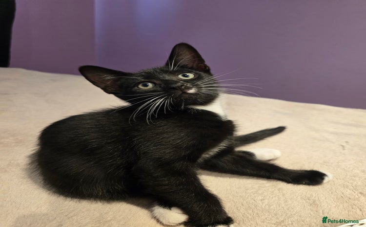 Domestic Shorthair cats - Advert 3