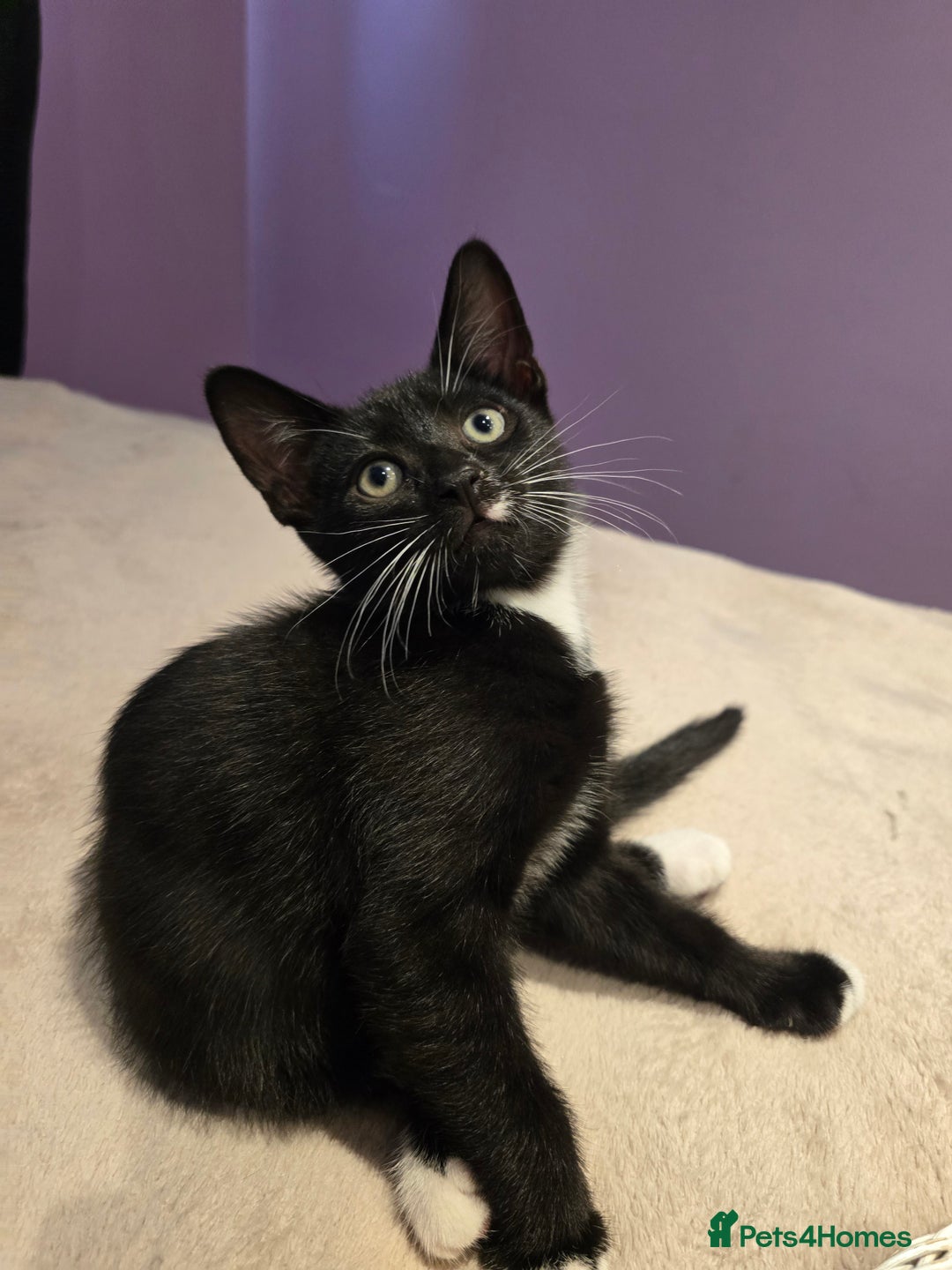 Domestic Shorthair cats for sale: 🐾Fully Vaccinated microchipped kitten BOY🐾 - Image 2