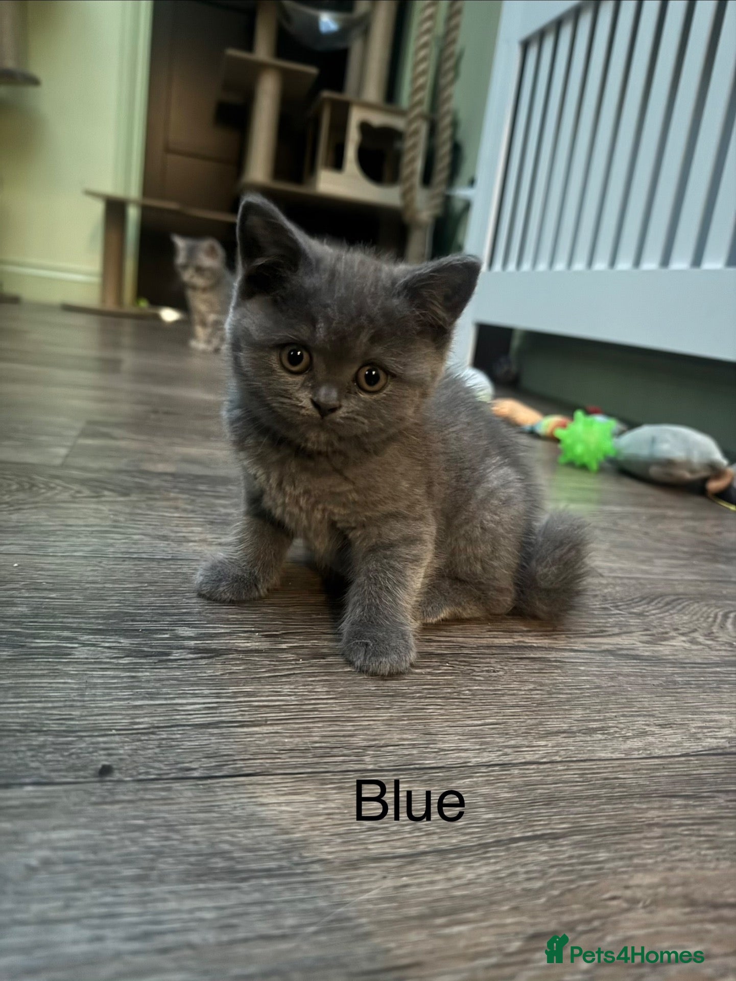 British Shorthair cats British short hair/ Scottish striaghts - Advert 2