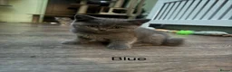 British Shorthair cats for sale: Ready for rehoming BSH / Scottish striaghts - Advert 9
