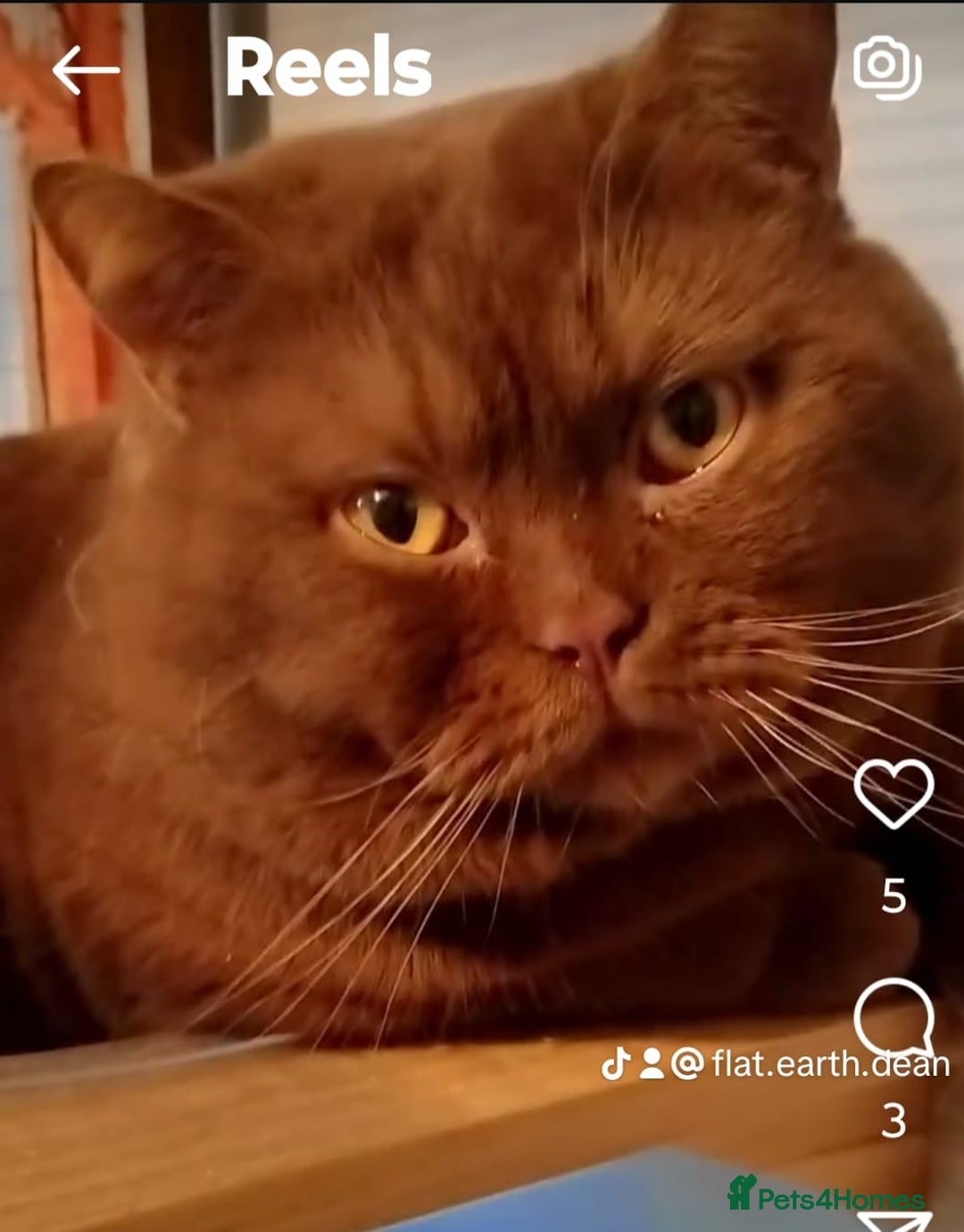 British Shorthair cats for sale: Beautiful exotic British Shorthair  - Advert 8