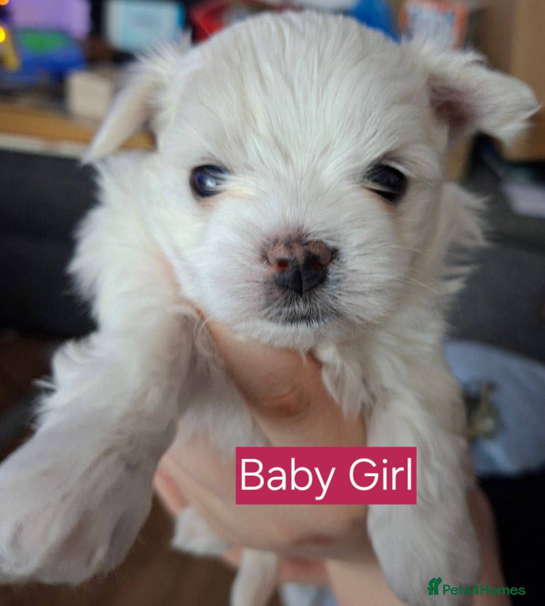 Maltese dogs for sale: Maltese puppies available mid January 2026 - Advert 2