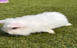 Lionhead rabbits for sale: Lionhead x lowered baby rabbits  - Image 9