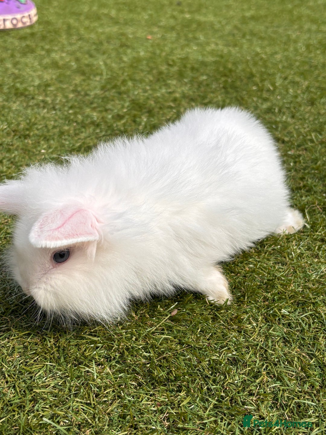 Lionhead rabbits for sale: Lionhead x lowered baby rabbits  - Image 9